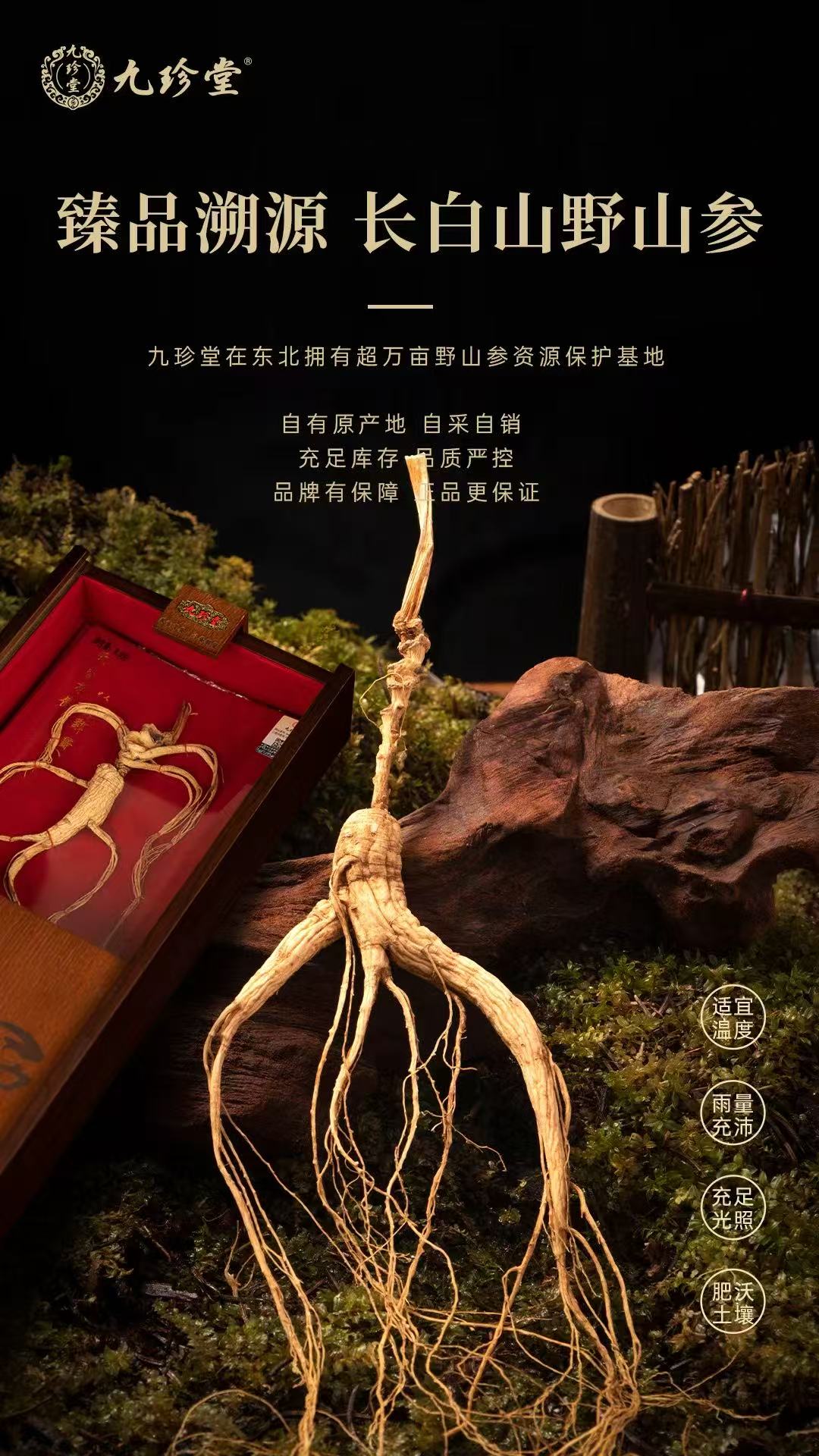 九珍堂野山参原产地品牌海报